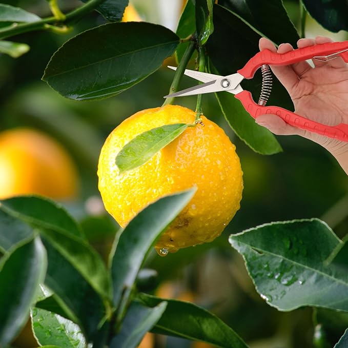 2-pcs Garden Pruning Shears and Trimming Scissors Set, Large and Medium Bypass Pruners for Fruit Trees and Bonsai, Red Gardening Hand Tools for Branch Cutting and Plant Maintenance