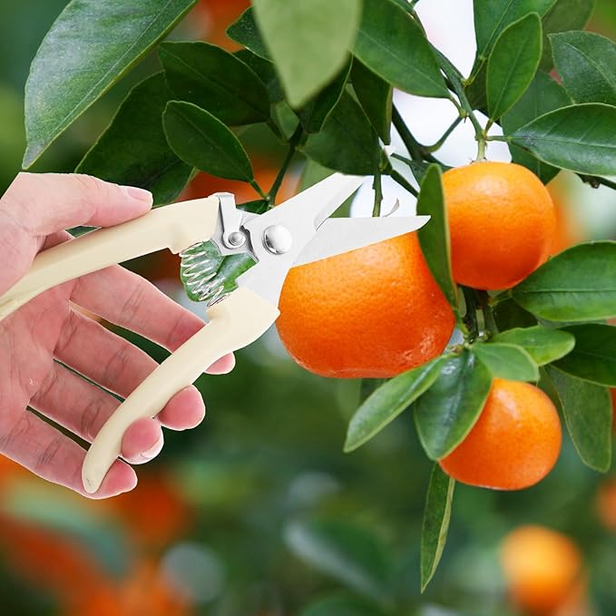 Toyvian Stainless Steel Branch Shears and Gardening Pruning Scissors for Fruit Tree Trimming with Straight Head, Horticulture Hand Tool for Precise Garden and Orchard Cutting