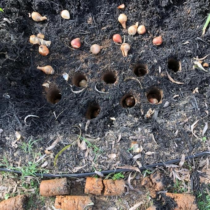 Edward Tools Bulb Planter - Bend Free Tool for Planting Bulbs, Depth Marker for More consistent Planting Tulips, Daffodils, Dahlias (Assorted)